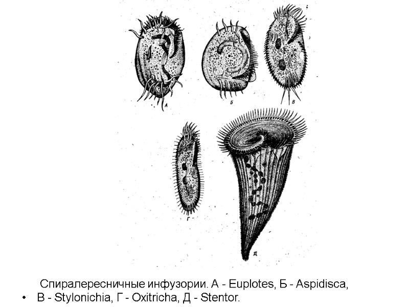 Спиралересничные инфузории. А - Euplotes, Б - Aspidisca,  В - Stylonichia, Г -